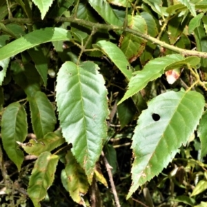 Rubus nebulosus at Bellawongarah, NSW - 12 Oct 2020