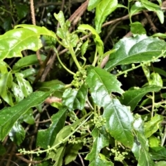 Claoxylon australe (Brittlewood) at Cambewarra Range Nature Reserve - 12 Oct 2020 by plants