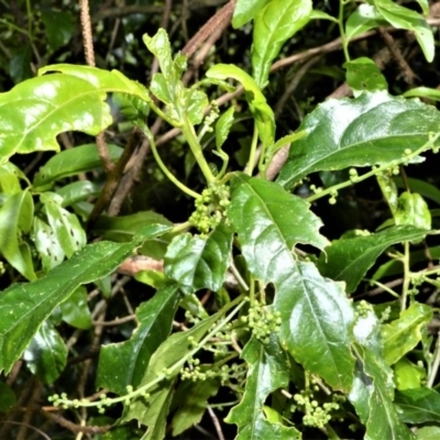 Claoxylon australe (Brittlewood) at Cambewarra Range Nature Reserve - 12 Oct 2020 by plants