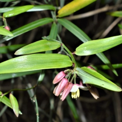 Geitonoplesium cymosum (Climbing Lily) at Bellawongarah, NSW - 12 Oct 2020 by plants