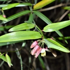 Geitonoplesium cymosum (Climbing Lily) at Cambewarra Range Nature Reserve - 12 Oct 2020 by plants