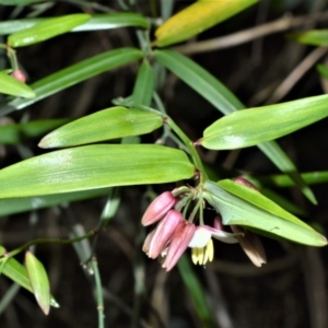 Geitonoplesium cymosum at Bellawongarah, NSW - 12 Oct 2020