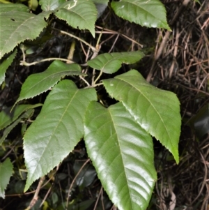 Rubus nebulosus at Bellawongarah, NSW - 12 Oct 2020