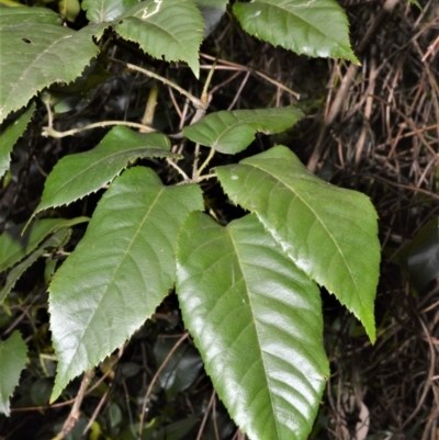 Rubus nebulosus (A Native Raspberry) at Cambewarra Range Nature Reserve - 12 Oct 2020 by plants