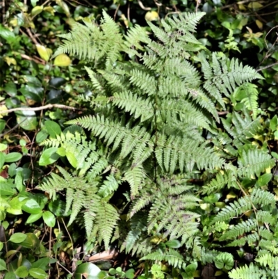 Hypolepis muelleri (Harsh Ground Fern, Swamp Bracken) at Cambewarra Range Nature Reserve - 12 Oct 2020 by plants