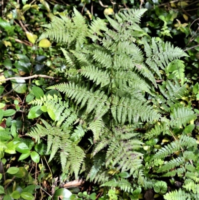 Hypolepis muelleri (Harsh Ground Fern, Swamp Bracken) at Bellawongarah, NSW - 12 Oct 2020 by plants