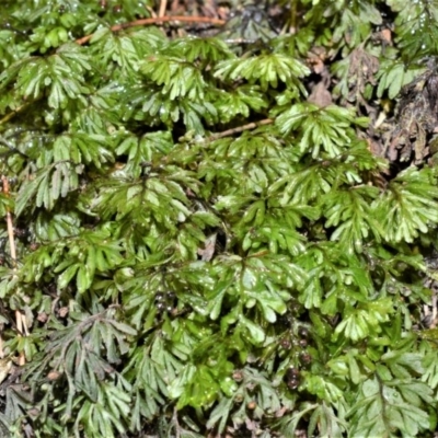 Hymenophyllum cupressiforme (Common Filmy Fern) at Bellawongarah, NSW - 12 Oct 2020 by plants