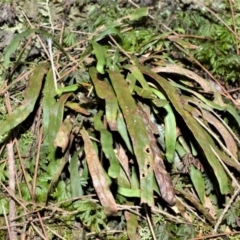 Notogrammitis billardierei (Finger Fern) at Bellawongarah, NSW - 12 Oct 2020 by plants