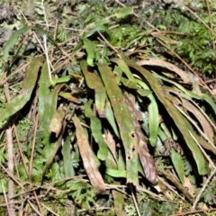 Notogrammitis billardierei (Finger Fern) at Cambewarra Range Nature Reserve - 12 Oct 2020 by plants