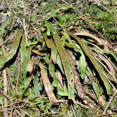 Grammitis billardierei (Finger Fern) at Cambewarra Range Nature Reserve - 12 Oct 2020 by plants