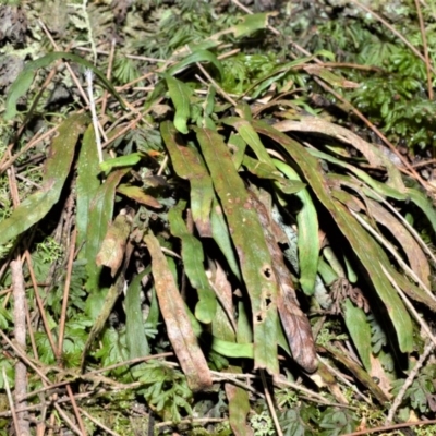 Grammitis billardierei (Finger Fern) at Bellawongarah, NSW - 12 Oct 2020 by plants