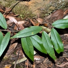 Parsonsia brownii (Mountain Silkpod) at Cambewarra Range Nature Reserve - 12 Oct 2020 by plants