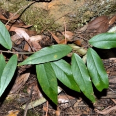 Parsonsia brownii (Mountain Silkpod) at Bellawongarah, NSW - 12 Oct 2020 by plants