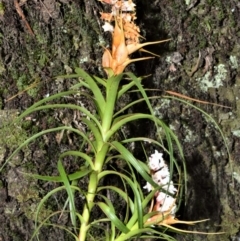 Dracophyllum secundum at Cambewarra Range Nature Reserve - 12 Oct 2020 by plants
