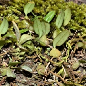 Bulbophyllum exiguum at Bellawongarah, NSW - suppressed