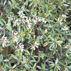 Quintinia sieberi (Possumwood) at Bellawongarah, NSW - 12 Oct 2020 by plants