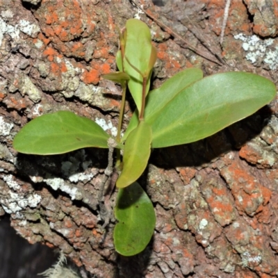 Muellerina celastroides at Bellawongarah, NSW - 12 Oct 2020 by plants