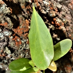 Muellerina celastroides at Bellawongarah, NSW - 12 Oct 2020 11:25 PM