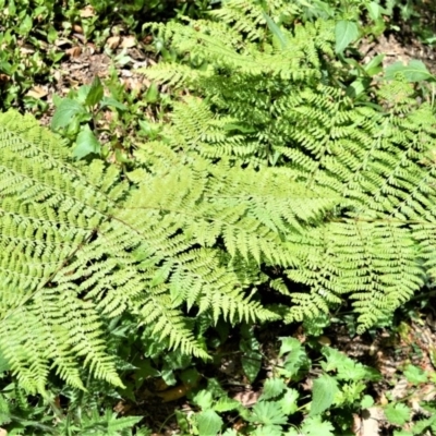 Dennstaedtia davallioides (Lacy Ground Fern) at Bellawongarah, NSW - 12 Oct 2020 by plants