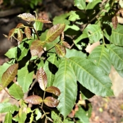 Alectryon subcinereus (Native Rambutan) at Bellawongarah, NSW - 12 Oct 2020 by plants