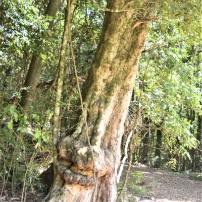 Syzygium australe (Brush Cherry) at Bellawongarah, NSW - 12 Oct 2020 by plants