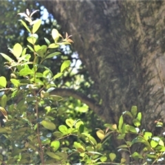 Syzygium australe at Bellawongarah, NSW - 12 Oct 2020 11:55 PM