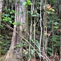 Sloanea australis (Maiden's Blush) at Bellawongarah, NSW - 12 Oct 2020 by plants