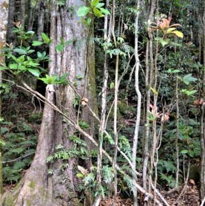 Sloanea australis (Maiden's Blush) at Cambewarra Range Nature Reserve - 12 Oct 2020 by plants