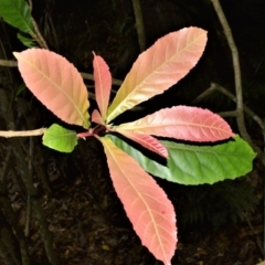 Sloanea australis at Bellawongarah, NSW - 13 Oct 2020 01:17 AM