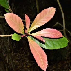 Sloanea australis at Bellawongarah, NSW - 13 Oct 2020 01:17 AM