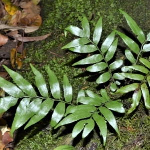 Arthropteris tenella at Bellawongarah, NSW - 13 Oct 2020