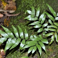 Arthropteris tenella (Climbing Fern) at Cambewarra Range Nature Reserve - 12 Oct 2020 by plants