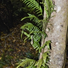 Microsorum scandens (Fragrant Fern) at Bellawongarah, NSW - 12 Oct 2020 by plants