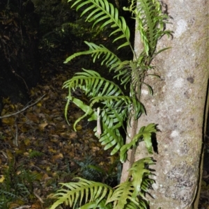 Microsorum scandens at Bellawongarah, NSW - 13 Oct 2020 01:23 AM