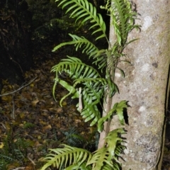 Microsorum scandens (Fragrant Fern) at Cambewarra Range Nature Reserve - 12 Oct 2020 by plants