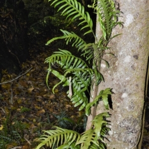 Microsorum scandens at Bellawongarah, NSW - 13 Oct 2020