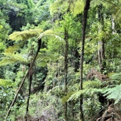 Cyathea leichhardtiana (Prickly Tree Fern) at Bellawongarah, NSW - 12 Oct 2020 by plants