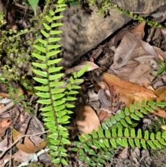 Pellaea nana (Dwarf Sickle Fern) at Bellawongarah, NSW - 13 Oct 2020 by plants