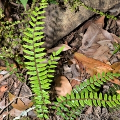 Pellaea nana (Dwarf Sickle Fern) at Bellawongarah, NSW - 12 Oct 2020 by plants