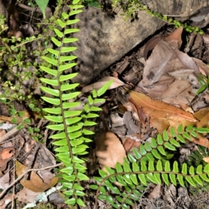 Pellaea nana at Bellawongarah, NSW - 13 Oct 2020