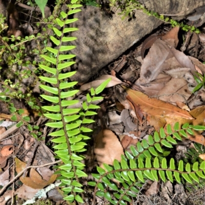 Pellaea nana (Dwarf Sickle Fern) at Cambewarra Range Nature Reserve - 12 Oct 2020 by plants