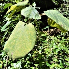 Dendrocnide excelsa (Stinging Tree) at Bellawongarah, NSW - 12 Oct 2020 by plants