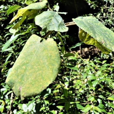 Dendrocnide excelsa (Stinging Tree) at Bellawongarah, NSW - 13 Oct 2020 by plants