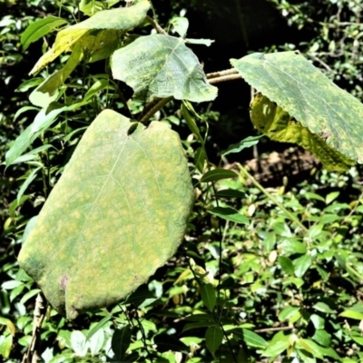 Dendrocnide excelsa (Stinging Tree) at Bellawongarah, NSW - 12 Oct 2020 by plants