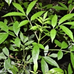 Sambucus australasica (Native Elderberry, Yellow Elderberry, Native Elder) at Bellawongarah, NSW - 12 Oct 2020 by plants