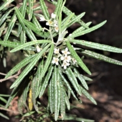 Zieria tuberculata (Warty Zieria) at Cambewarra, NSW - 13 Oct 2020 by plants