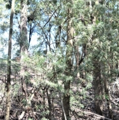 Zieria tuberculata at Cambewarra, NSW - suppressed