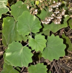 Roldana petasitis (Roldana) at Cambewarra, NSW - 12 Oct 2020 by plants