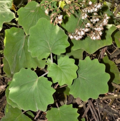 Roldana petasitis (Roldana) at Cambewarra, NSW - 13 Oct 2020 by plants