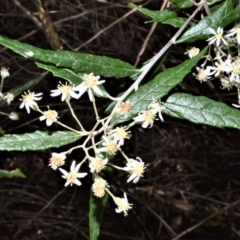 Olearia lirata (Snowy Daisybush) at Cambewarra, NSW - 13 Oct 2020 by plants